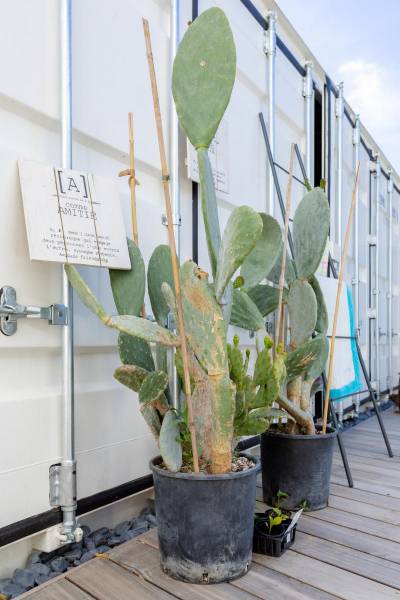 La Ciotat, création de jardin par un paysagiste concepteur