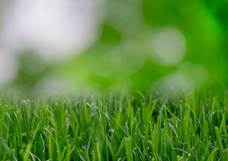 Jardinier spécialisé en entretien de pelouse à Bandol 83