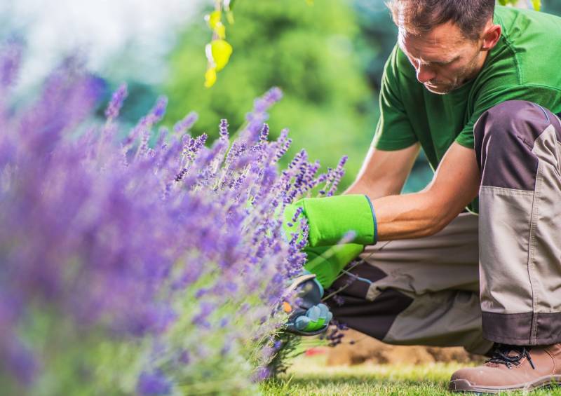 Contrat entretien espaces verts de copropriétés, jardinier professionnel à St Cyr sur mer 83.