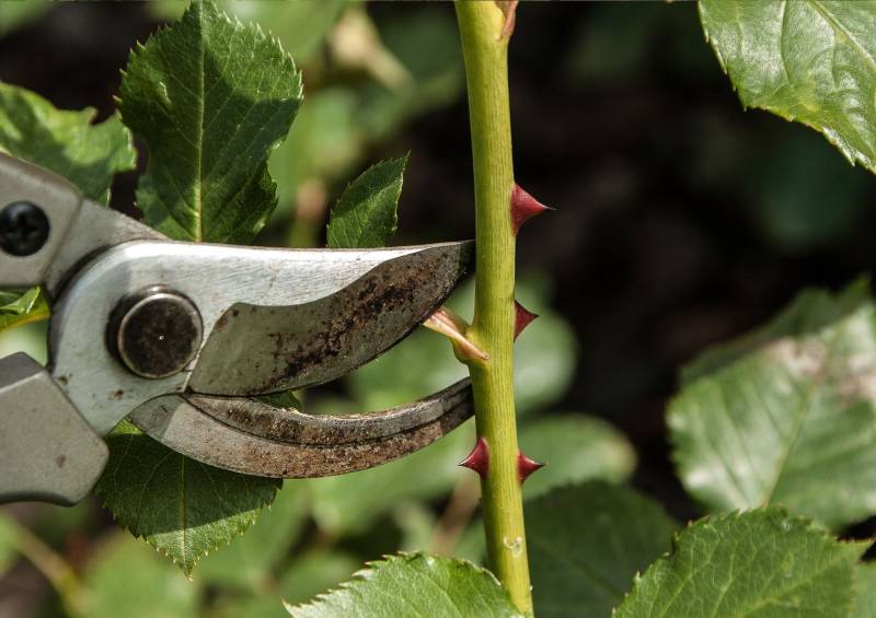 entretien de jardins de particuliers, entretien de jardins de copropriétés et des jardins d'entreprises à La Ciotat